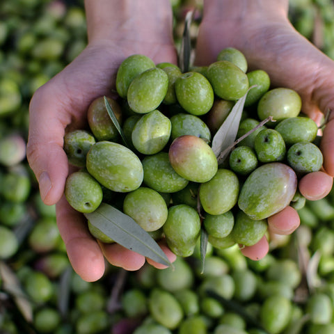 Why We Love Using Plant Oils in Our Products