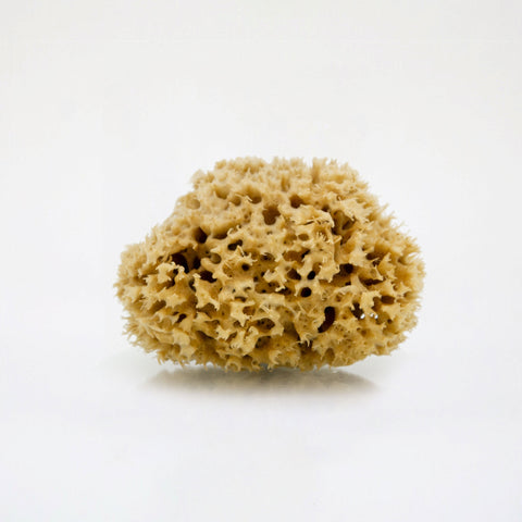 Sea Sponge