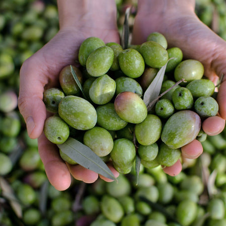 Why We Love Using Plant Oils in Our Products