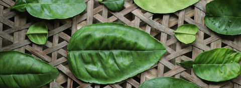Pomelo Leaf Series